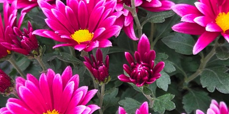 Powiększ grafikę: podziekowanie-dla-firmy-bratki-i-inne-kwiatki-655443.jpg