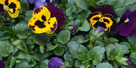 Podziękowanie dla firmy "Bratki i inne kwiatki".